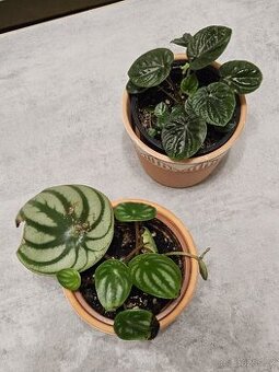 pokojová rostlina - Peperomia - 1