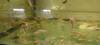 Hoplosternum thoracatum albino ( Pancericek) - 1