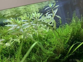 Akvarijní mech
