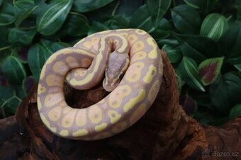 Krajta královská - Banana - samice