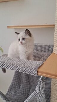 Koťátko Ragdoll s PP