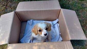 Cavalier king Charles španiel,kavalier krizenec - 1