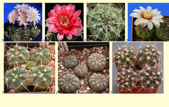 KAKTUSY GYMNOCALYCIUM