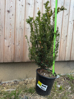 Tis červený - Taxus baccata - 1