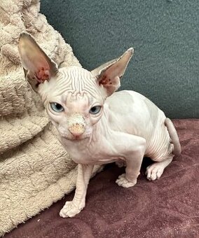 Koťata Kanadský Sphynx