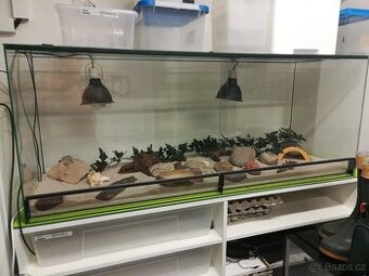 Terarium starsi 120dx65hx50v