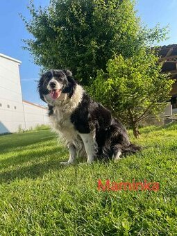Štěňátka Border Kolie Blue merle Red merle