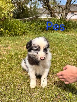 Štěňátka Border Kolie Blue merle Red merle