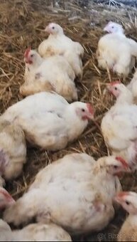 Chlazená drůbež, domácí chov