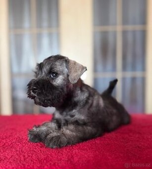 KNÍRAČ MALÝ P+S s PP