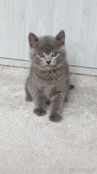 NABÍZÍM BRITSKÉ MODRÉ KOCOURKY NA PROSINEC