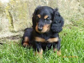 Jezevčík dlouhosrstý trpasličí