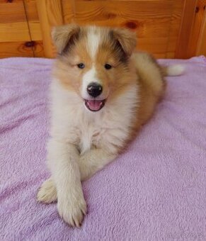 Americká kolie dlouhosrstá