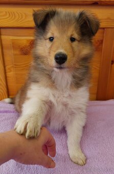 Americká kolie dlouhosrstá