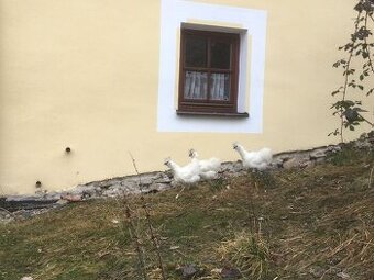 Bílá hedvábnička slepice