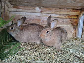 Králík - samice