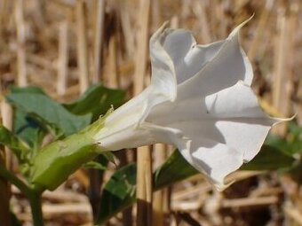 Durman obecný-Datura stramonium 400 semen 50 Kč
