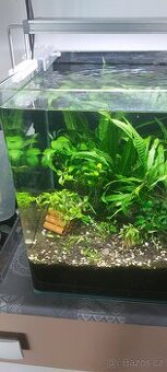 Prodam rostlinky: Anubias a Mikrosorium,Bucephalandra - 1
