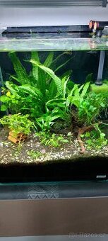 Prodam rostlinky: Anubias a Mikrosorium,Bucephalandra