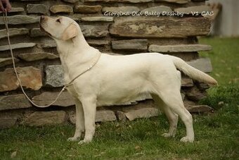 Labrador