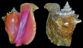 Strombus gigas