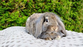 Zakrslý beránek, králíček, králík - MEDA