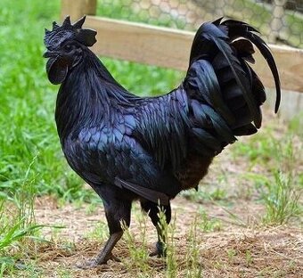 Ga H´mong a Ayam Cemani černá slepice