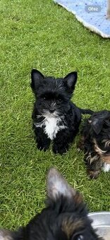 Nabízím black yorkshire terriera kluka