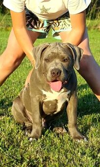 Top pes American bully XL s PP