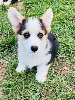 Welsh corgi pembroke s PP (FCI)
