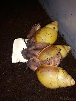 Archachatina marginata icterica