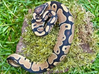 Krajta královská- Python regius