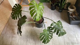 Monstera veľká