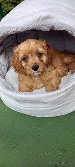 Cavapo cavapoo