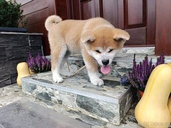 Akita Inu štěňátko