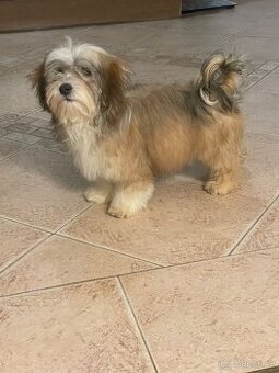 Havanský psík s PP