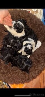 čierno biele maltipoo šteniatka