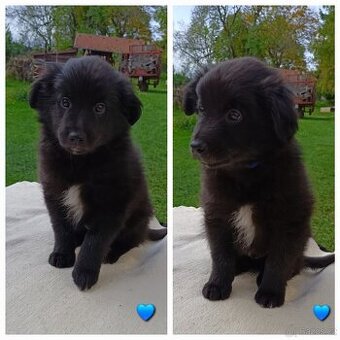 Pyrenejský ovčák FACE RASE s PP