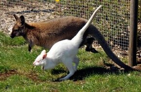 Klokan Benetův - mláďata 2025