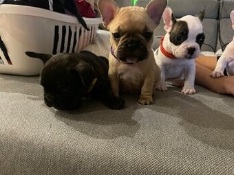 Štěňata francouzský buldoček