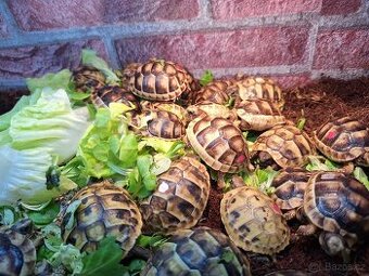 Suchozemská želva Zelenavá a Vroubená