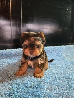 Jorkšírský teriér