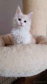 Mainská mývalí s PP