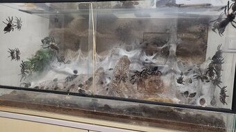 Monocentropus balfouri