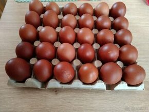 Násadová vejce maranska