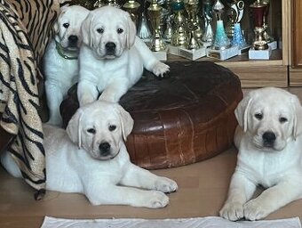 Labrador retriver(retrívr)s PP,pejsci čokoládoví retriever