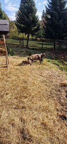 2 x Beránek a 2x ovečka - jehňata ouessantských oveček