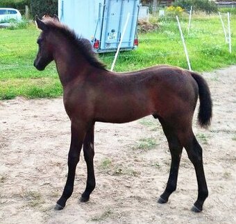 Lusitano x Welsh B