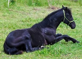 Lusitano x Welsh pony B