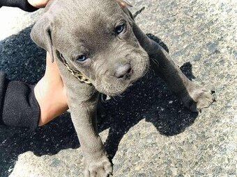 American bully. Staford. Pitbull.Americký stafordšírský teri